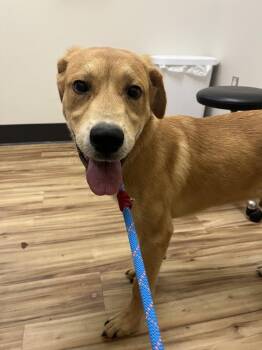 Lakitu -  Mixed Breed Dog for Adoption in Raleigh, North Carolina - Lakitu | PetCurious