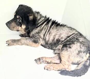 German Shepherd Dog and Mixed Breed Dogs Available for Adoption in Houston, Texas - A656769 | PetCurious