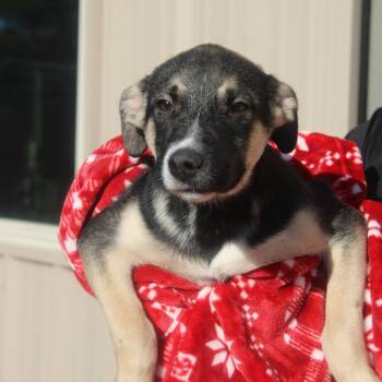 Rescue Hound and Retriever Dogs for Adoption in Cleveland, Mississippi - Utah | PetCurious