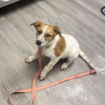 Great Pyrenees and Australian Cattle Dog Blue Heeler Dogs Available for Adoption - Carrie | PetCurious