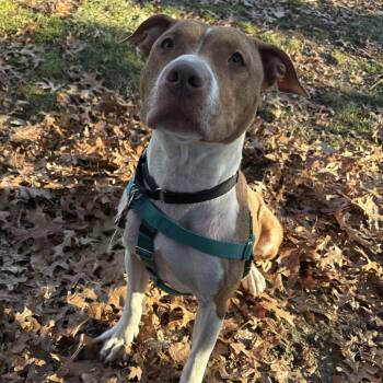 Pit Bull Terrier Dogs Available for Adoption in Eatontown, New Jersey - Cinnababy | PetCurious