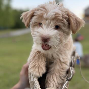 Maltipoo Dogs Available for Adoption in Warrior, Alabama - Dipper | PetCurious