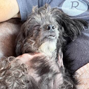 willy -  Shih Tzu and Mixed Breed Dog for Adoption in Bellingham, Washington - Willy | PetCurious
