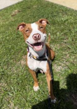 Marge- 1 -  Pit Bull Terrier and Mixed Breed Dog for Adoption in Daytona Beach, Florida - Marge- 1 | PetCurious