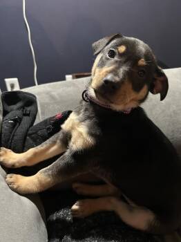 Labrador Retriever and Rottweiler Dogs Available for Adoption - Jonah | PetCurious