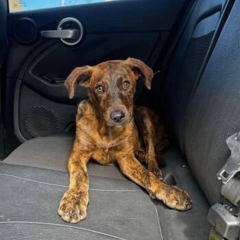 Mixed Breed Dogs Available for Adoption - Brynn | PetCurious