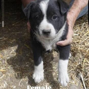 Shepherd and Mixed Breed Dogs Available for Adoption in Tacoma, Washington - Egghole | PetCurious
