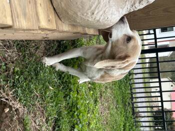 Beagle Dogs Available for Adoption - Toby | PetCurious