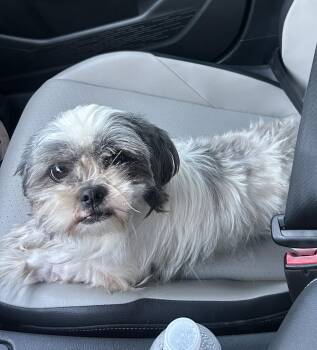 Annie -  Shih Tzu Dog for Adoption - Annie | PetCurious