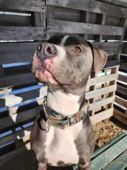 Pit Bull Terrier Dogs Available for Adoption - Augustus | PetCurious