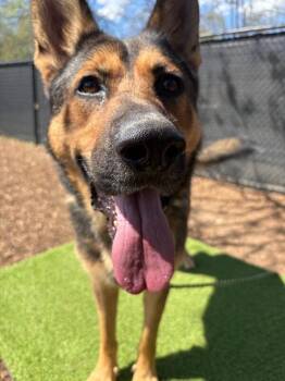Lewis -  German Shepherd Dog and Mixed Breed Dog for Adoption in Cincinnati, Ohio - Lewis | PetCurious