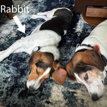 Beagle Dogs Available for Adoption in Fairfax Station, Virginia - Cricket | PetCurious