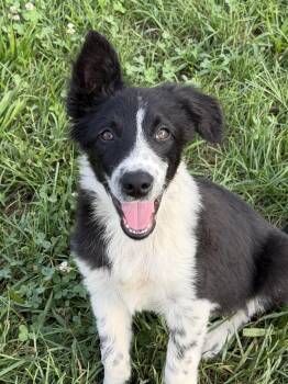 Freckles -  Border Collie Dog for Adoption in Culpeper, Virginia - Freckles | PetCurious