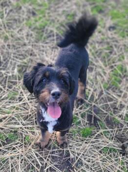 Poodle and Bernese Mountain Dog Dogs Available for Adoption in Mishawaka, Indiana - Miriam | PetCurious