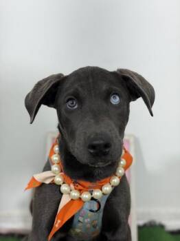 Diamond-One of our Amazing Rescue Dogs -  Weimaraner and Whippet Dog for Adoption in Carlsbad, California - Diamond-One Of Our Amazing Rescue Dogs | PetCurious