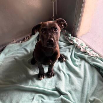 Ladon -  Chocolate Labrador Retriever and Mixed Breed Dog for Adoption in Binghamton, New York - Ladon | PetCurious