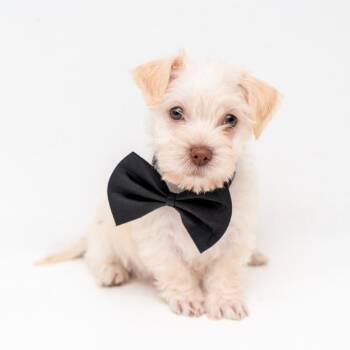 Chihuahua and Shih Tzu Dogs Available for Adoption in New York, New York - Koda | PetCurious