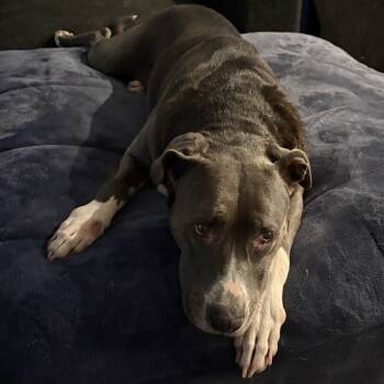 Rescue Staffordshire Bull Terrier Dogs for Adoption in Cleveland, Texas - Gretchen | PetCurious