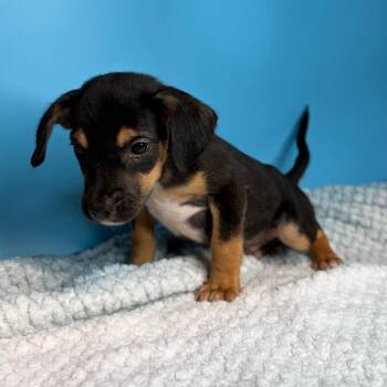 Tennessee -  Terrier and Mixed Breed Dog for Adoption in San Antonio, Texas - Tennessee | PetCurious