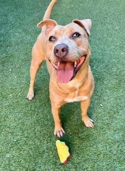 Pit Bull Terrier and Labrador Retriever Dogs Available for Adoption - IZZY | PetCurious