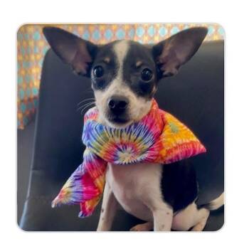Cassandra -  Chihuahua Dog for Adoption in Groveland, Massachusetts - Cassandra | PetCurious