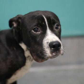 ICEMAN -  American Staffordshire Terrier Dog for Adoption in San Antonio, Texas - ICEMAN | PetCurious