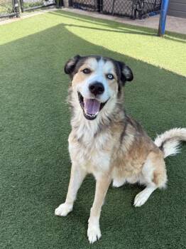 NACHO -  Mixed Breed Dog for Adoption in Dallas, Texas - NACHO | PetCurious