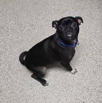 Boston Terrier and Pug Dogs Available for Adoption in Vancouver, Washington - Jangle | PetCurious