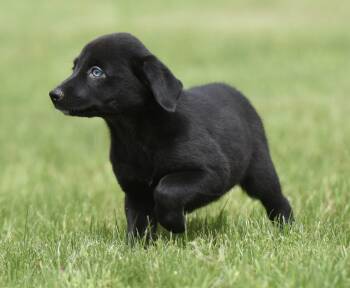 Labrador Retriever and Border Collie Dogs Available for Adoption in Mechanicsburg, Pennsylvania - SUMMER | PetCurious