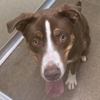 Pluto -  Mixed Breed Dog for Adoption in Cincinnati, Ohio - Pluto | PetCurious
