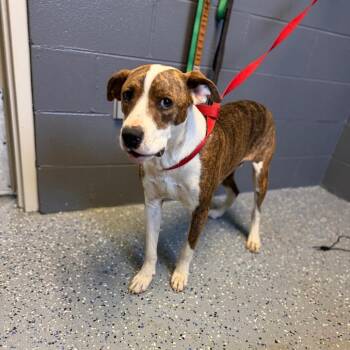 Hound and Terrier Dogs Available for Adoption in Tuscaloosa, Alabama - Luke | PetCurious