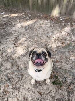 Rodger  -  Pug Dog for Adoption in Silsbee, Texas - Rodger  | PetCurious