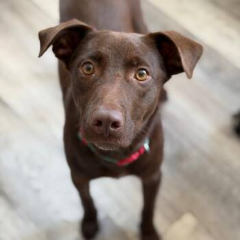 Percy -  Chocolate Labrador Retriever and Mixed Breed Dog for Adoption in New Orleans, Louisiana - Percy | PetCurious
