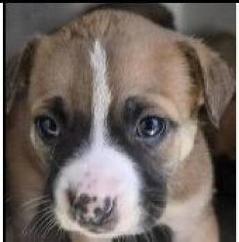 Shepherd and Labrador Retriever Dogs Available for Adoption in Thompson Falls, Montana - Blair | PetCurious