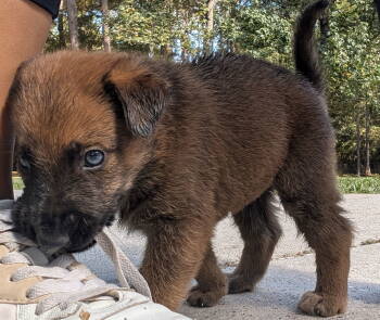 Rescue Labrador Retriever Dogs for Adoption in The Woodlands, Texas - Biscuit | PetCurious