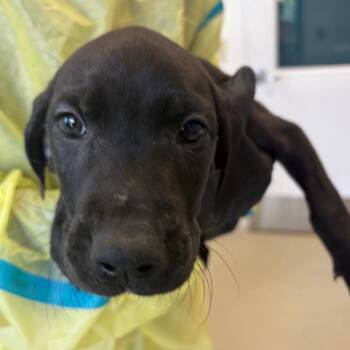 Heath -  Coonhound and Mixed Breed Dog for Adoption in Nashville, Tennessee - Heath | PetCurious