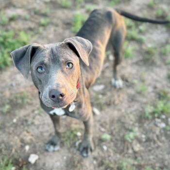 Bonny -  Pit Bull Terrier Dog for Adoption in Mead, Colorado - Bonny | PetCurious