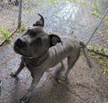 Rescue American Staffordshire Terrier Dogs for Adoption in Ottawa, Illinois - Foggy | PetCurious