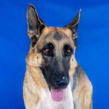 Rescue German Shepherd Dog Dogs for Adoption in Pasadena, California - XENIA | PetCurious