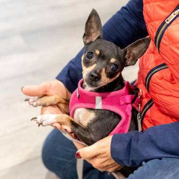 Rescue Chihuahua Dogs for Adoption in West Grove, Pennsylvania - Minnie  (Female) | PetCurious