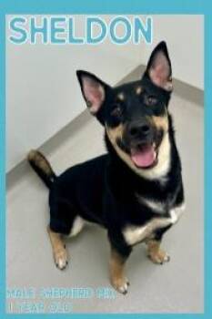 German Shepherd Dog Dogs Available for Adoption in Danville, Indiana - Sheldon | PetCurious