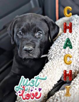 Black Labrador Retriever Dogs Available for Adoption in Perris, California - Chachi  | PetCurious