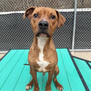 Mixed Breed Dogs Available for Adoption in Charleston, West Virginia - Rhett | PetCurious
