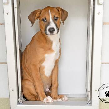 West -  Mixed Breed Dog for Adoption in Portland, Oregon - West | PetCurious