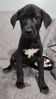 DAHLIA -  German Shorthaired Pointer Dog for Adoption in Sandusky, Ohio - DAHLIA | PetCurious