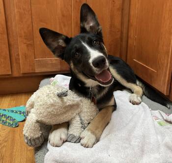 Benji -  Australian Cattle Dog Blue Heeler Dog for Adoption in Evergreen, Colorado - Benji | PetCurious