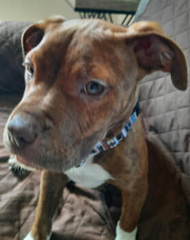 Rescue Pit Bull Terrier Dogs for Adoption in Plymouth, Minnesota - Minnie | PetCurious