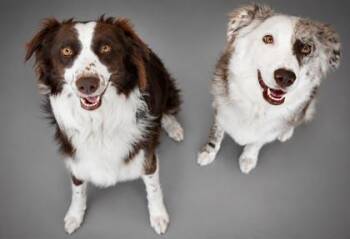 Ruby (Bonded W/ Hazel) -  Australian Shepherd and Mixed Breed Dog for Adoption in Bowling Green, Kentucky - Ruby (Bonded W/ Hazel) | PetCurious