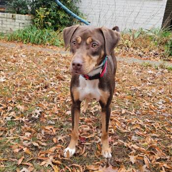 Rescue Mixed Breed Dogs for Adoption in Bartlett, Tennessee - Scooby | PetCurious