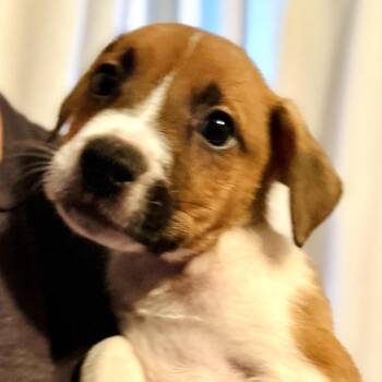 Quinn -  Shepherd Dog for Adoption in Brentwood, Tennessee - Quinn | PetCurious